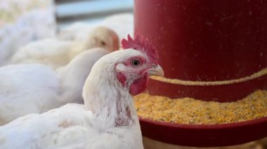 Beyaz ızgara tavuklar bir araya toplanmış, mısır unu yiyorlar ve bir çiftlik kümesinin içinde talaş zeminli kırmızı bir besleyiciden tahıllar yiyorlar.