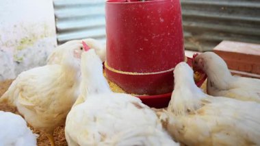 Beyaz ızgara tavuklar bir araya toplanmış, mısır unu yiyorlar ve bir çiftlik kümesinin içinde talaş zeminli kırmızı bir besleyiciden tahıllar yiyorlar.