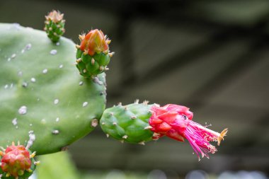 Nopal kaktüs küreği, yeşil tomurcukların yanında açan canlı pembe bir çiçek sunar. Doğal güzelliği ve botanik gelişimini vurgulayan bir büyüme döngüsünü betimler.