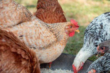 Evcil tavuk ve horoz sürüsü bir beslenme kabının etrafında toplanıyor, doğal ışık ile tahıl tüketiyorlar ve çeşitli tüylerini ve kırmızı taraklarını bir çiftlik ortamında aydınlatıyorlar.