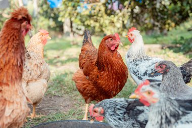Koyu kahverengi ve beyaz tavuk sürüsü güneşli, yeşil bir çiftlik bahçesindeki karanlık bir kaseden besleniyor ve besleniyor, kırsal alanda özgür yaşam ve sürdürülebilir çiftçilik sergiliyorlar.