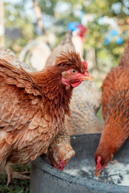 Kahverengi ibikli tavuk bir grup kreol tavuğunun önünde dikiliyor, dikkatle ileriye bakıyor diğerleri ise bir besleyicide tahılları gagalarken, çiftlik hayatını ve doğal kümes hayvanlarını sembolize ederken