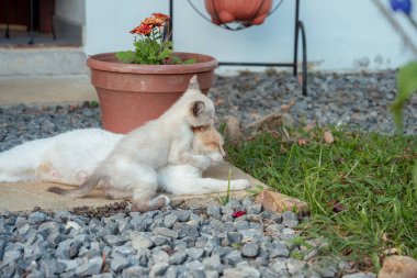 Güneşli bahçede anne kedinin üzerine tırmanan kedi yavrusu, anne bakımının hassas anı ve açık havada şakacı bir bağ, barışçıl, sıcak, sevgi dolu aile sahnesi.