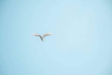 Uçsuz bucaksız mavi gökyüzüne uzanan kanatlarıyla süzülen beyaz deniz kuşu, zarafetle dalıyor, özgürlüğü, sükuneti, berrak görüşleri ve sınırsız olasılıkları simgeliyor.