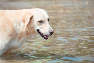 Açık renkli mutlu bir köpek, sığ bir açık denizde dikilip, ağzı hafif açık ve güneşli bir günde mutlu bir ifade takınarak serinliyor.