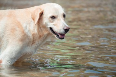 Yüzünde mutlu bir ifade olan açık renkli bir köpek sığ sularda duruyor, ferahlatıcı bir anın tadını çıkarıyor ve doğal ortamda oynamayı dört gözle bekliyor.