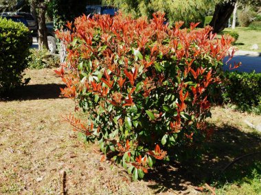 Yunanistan 'ın Attica kentindeki bir bahçede kırmızı ve yeşil yapraklı bir fotinia fraseri kırmızı ardıç kuşu