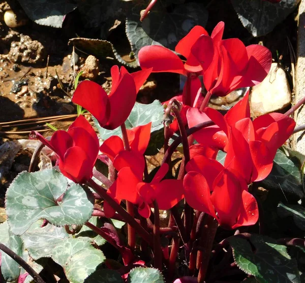 Görög Ciklámen Vagy Ciklámen Graecum Növény Vörös Virágokkal — Stock Fotó