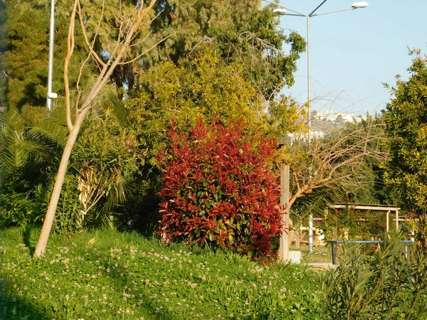 Fotinia Fraseri Czerwony Krzew Rubinowy Czerwonymi Zielonymi Liśćmi Parku Attyce — Zdjęcie stockowe