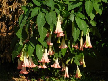 Yunanistan 'ın Glyfada kentinde sonbaharda melekler trompet çalar veya Brugmansiya çiçekleri