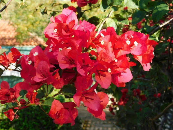 Kwitnąca Roślina Bugenwilli Czerwonymi Kwiatami Glyfada Grecja — Zdjęcie stockowe
