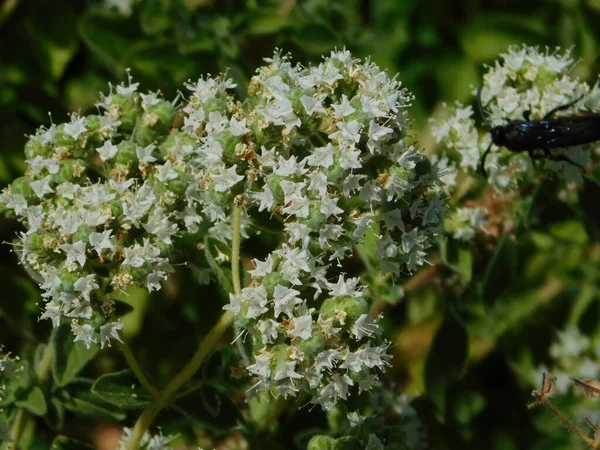 Oregano plant flowers, in a garden, in Attica, Greece