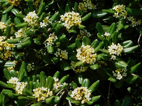 Квіти Кущів Японського Сиру Або Австралійського Лавра Або Pittosporum Tobira — стокове фото