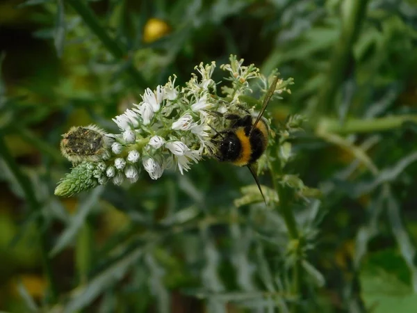 Tropinota Hirta Beetle Bumblebee Bombus Terrestris Mignonette Flower — Stock Photo, Image