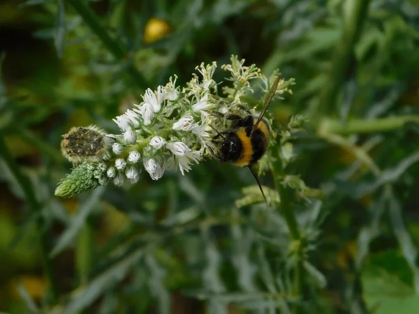 Ein Tropinota Hirta Käfer Und Eine Hummel Oder Bombus Terrestris — Stockfoto