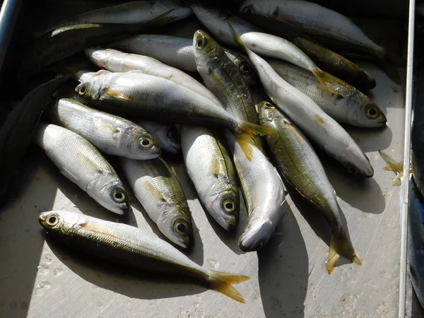 Bogue Boops Pescado Mercado Fotos de stock libres de derechos