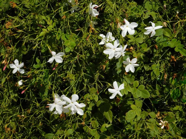 Jasmine Jasminum Officinale Vine White Flowers — Stock Photo, Image