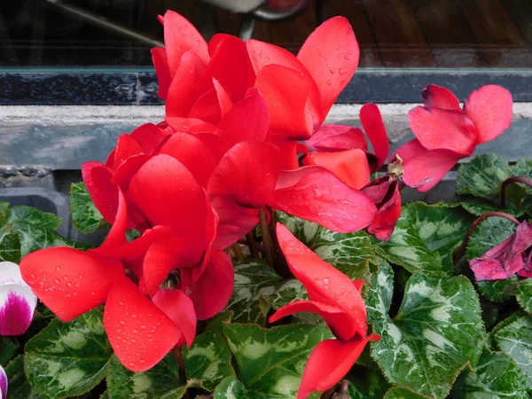 Ciclamen Griego Cyclamen Graecum Planta Con Flores Rojas Mojado Después —  Fotos de Stock