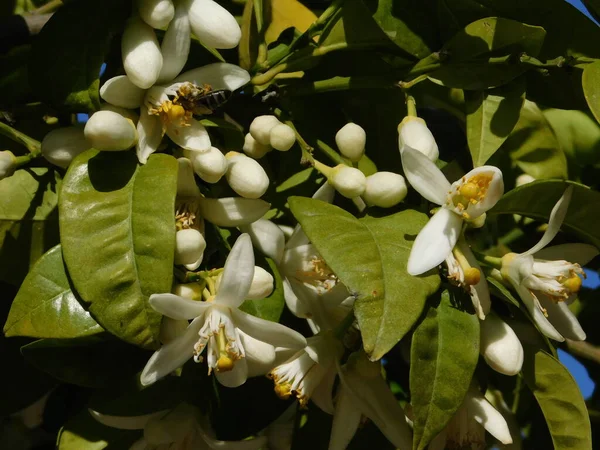 Bittere Sinaasappel Citrus Aurantium Witte Bloemen Bloeiende — Stockfoto