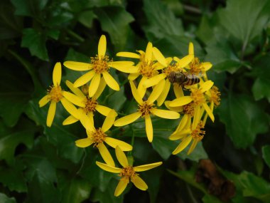Sürünen toprak, ya da Senecio angulatus, sarı çiçekler, ve bir bal arısı, ya da Apis mellifera
