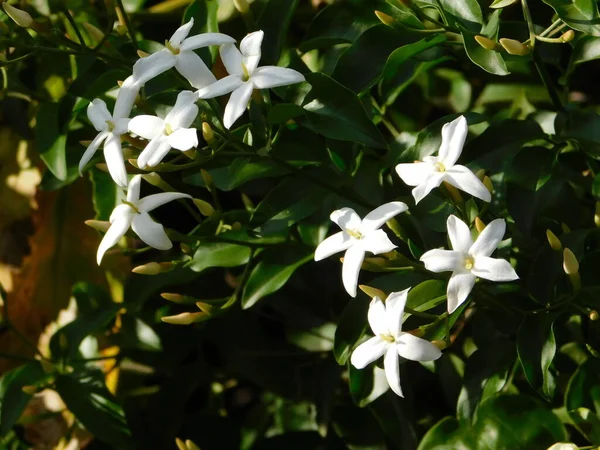 Ясмін Або Jasminum Officinale White Flowers — стокове фото