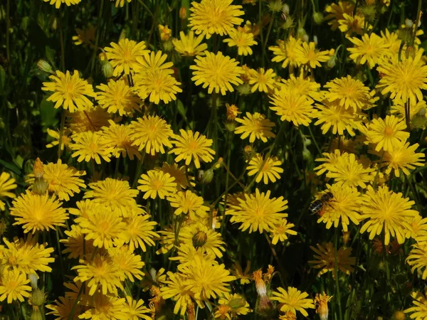 Flores Amarillas Diente León Una Abeja Melífera Primavera —  Fotos de Stock