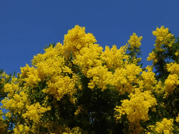 Lenyűgöző Mimosa Vagy Acacia Dealbata Élénk Sárga Virágokkal Teljes Virágzásban — Stock Fotó