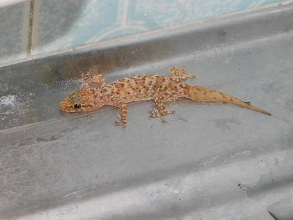 Ένα Μεσογειακό Σπίτι Gecko Hemidactylus Turcicus Royalty Free Εικόνες Αρχείου
