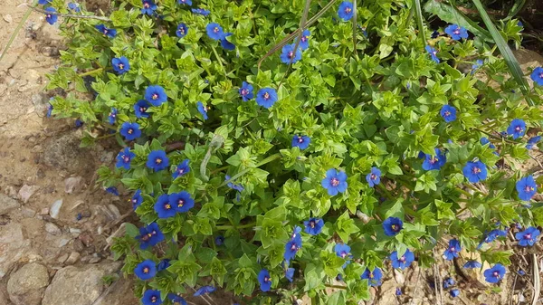 Mavi-kırmızı farekulağı, çiçekli bitki