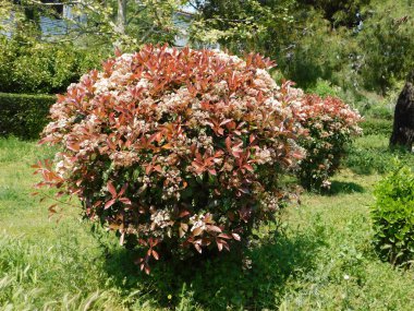 Çiçek açan bir fotinia fraseri kırmızısı, kırmızı ve yeşil yapraklı Robin çalısı, beyaz çiçekler.