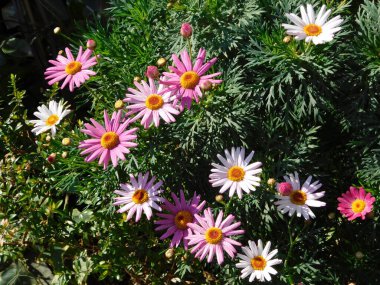 Baharda renkli paskalya çiçekleri