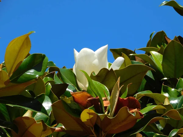 Eine Magnolia Grandiflora Weiße Blume — Stockfoto