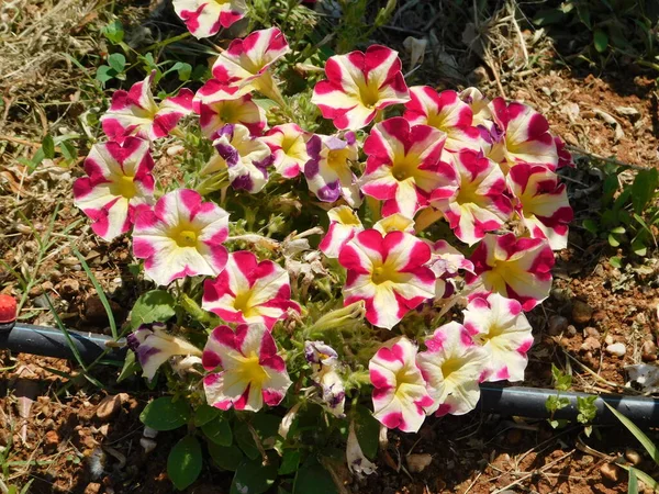 Tuin Petunia Bicolor Roze Wit Geel Bloemen — Stockfoto