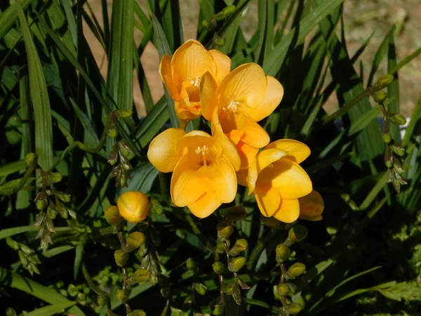 Fælles Freesia Røde Gule Blomster Vinteren Glyfada Grækenland - Stock-foto