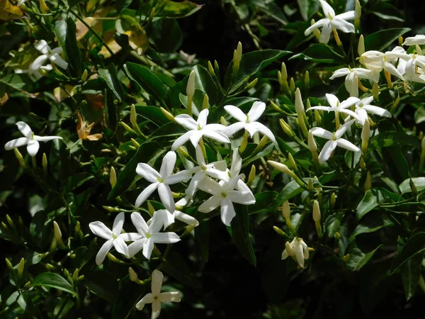 Jasmine ya da Jasminum. Baharda beyaz çiçekli nikah asması.