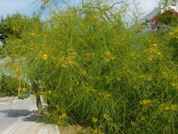 Palo Verde Espinho Jerusalém Árvore Parkinsonia Aculeata Florescendo Com Flores — Fotografia de Stock