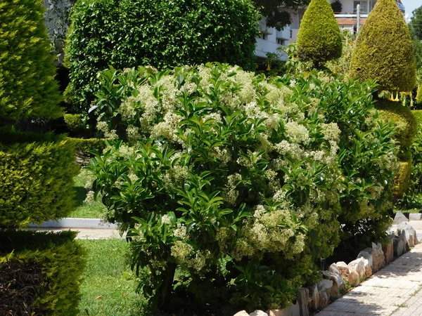 Blühender Viburnum Lucidum Strauch Frühling Glyfada Griechenland — Stockfoto