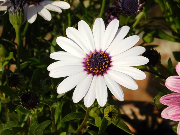 Dimorphotheca Osteospermum Ecklonis White Daisy Flower — 스톡 사진