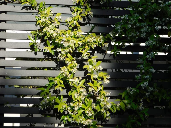 南ジャスミンまたはリンチョスペルマム ジャスミノイド ブドウの開花 — ストック写真