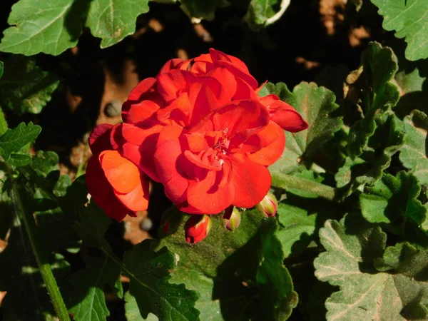 Ornge Vörös Virág Kerti Vagy Zónai Muskátli Vagy Pelargonium Zonale — Stock Fotó