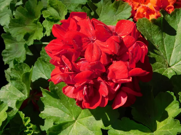 Ornge Rode Bloemen Van Tuin Zonale Geranium Pelargonium Zonale Hortorum — Stockfoto