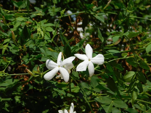 Jasmin Eller Jasminum Officinale Vita Blommor — Stockfoto