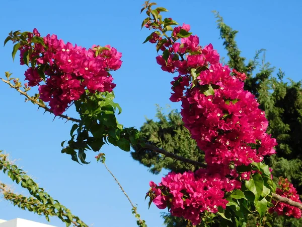 Bloeiende Bougainvillea Fakkel Gloeiende Plant Bloeiwijze Glyfada Griekenland — Stockfoto