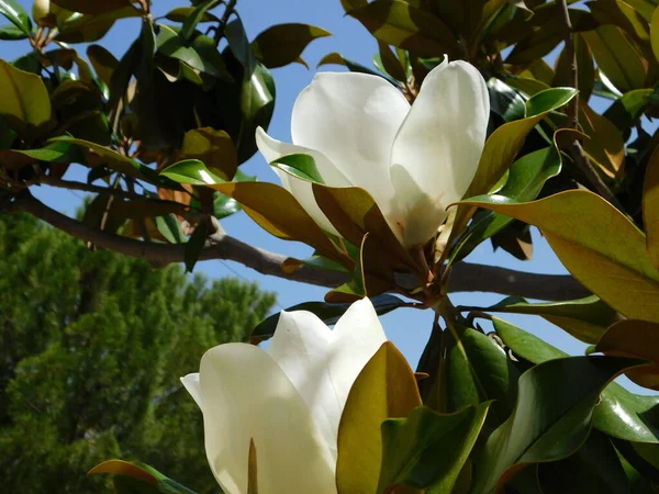 Magnolia Grandiflora White Flowers — Stock Photo, Image