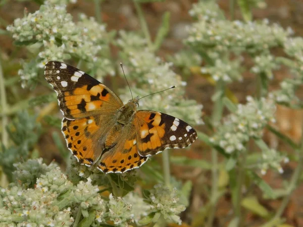 Une Dame Peinte Vanessa Cardui Papillon Sur Une Plante Sauvage — Photo