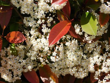 A blooming photinia fraseri red robin shrub with red and green leaves and white flowers, in a park Attica, Greece