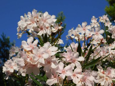 Neryum zakkum, beyaz pembe çiçekler.