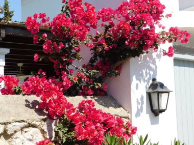 Pembe bougainvillea sarmaşığı, beyaz bir duvarda, Spetses adasında, Yunanistan 'da
