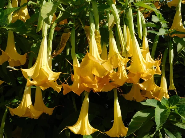 Engle Trompet Eller Brugmansia Blomster Efteråret Glyfada Grækenland - Stock-foto