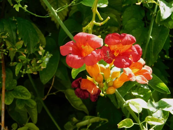 Liściasty Hopper Zabójca Owad Albo Zelus Renardii Trąbce Campsis Kwiaty — Zdjęcie stockowe